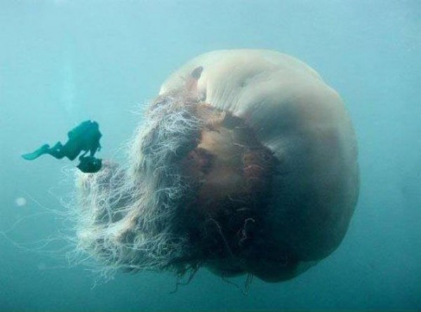 mounstro marino