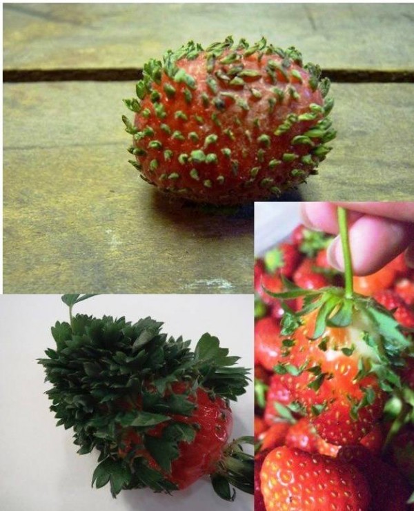 plantas mutantes19