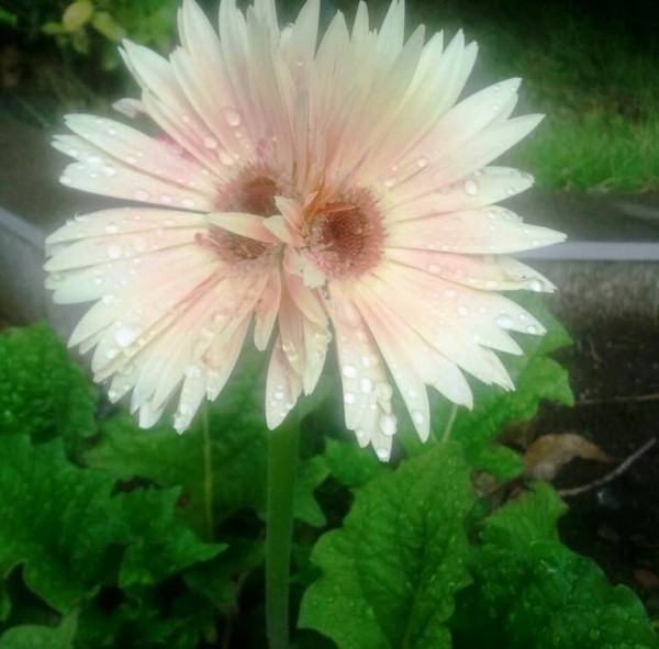 plantas mutantes3