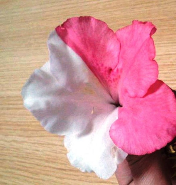 plantas mutantes5