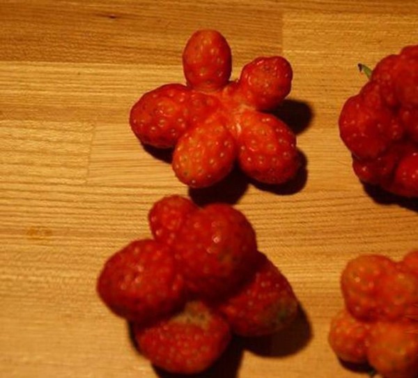 plantas mutantes6