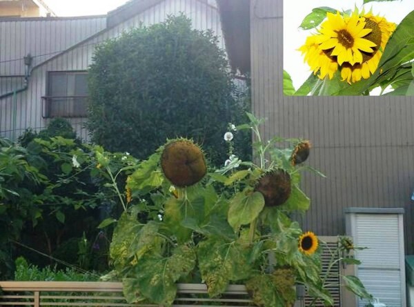 plantas mutantes7