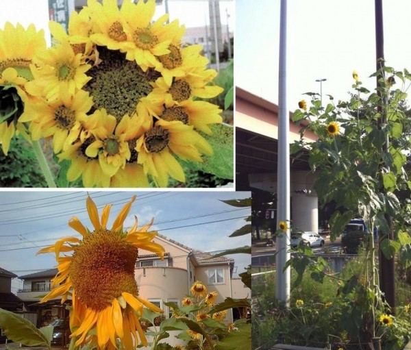 plantas mutantes9