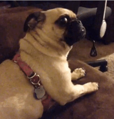 confused-animals17.gif