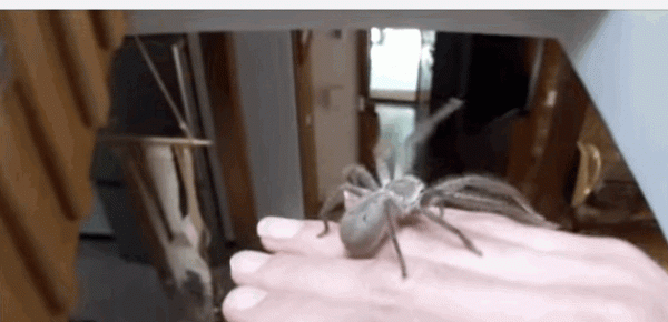 arachnophobia17