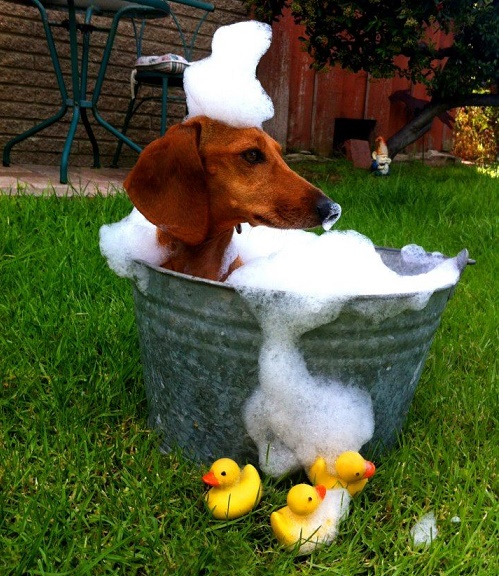 perrro perrro