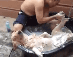 La hora del baño, tiernos animales. La hora del baño, tiernos animales.