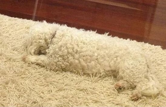 camouflaged dogs10