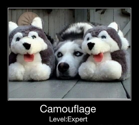 camouflaged dogs5