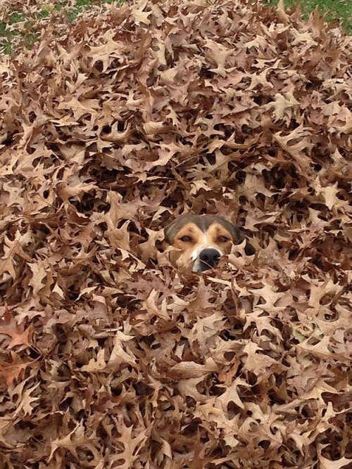 camouflaged dogs7