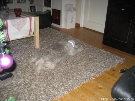 camouflaged dogs9