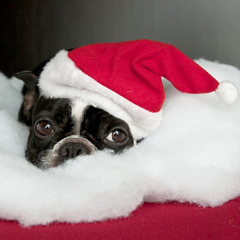Dogs Donning Santa Hats