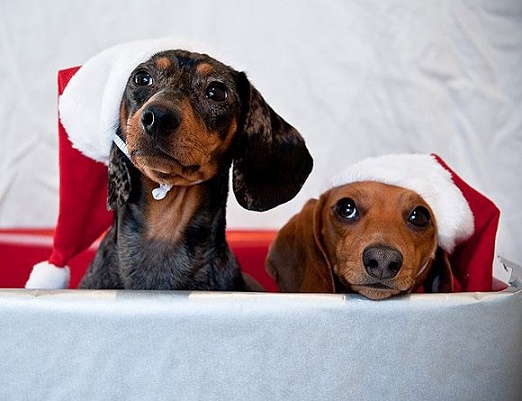 Dogs Donning Santa Hats12