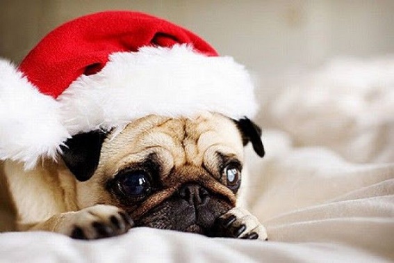 Dogs Donning Santa Hats13