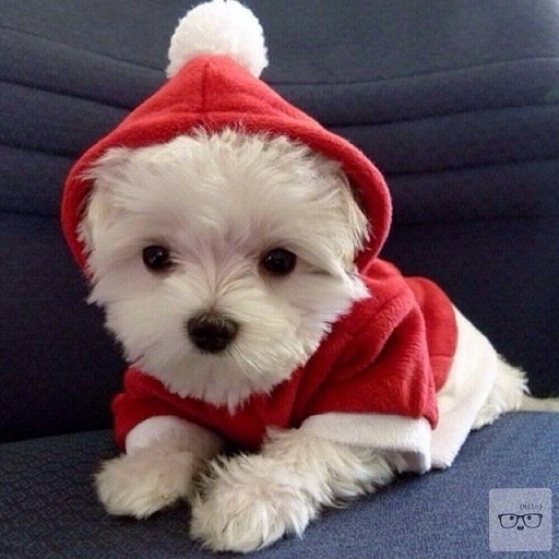 Dogs Donning Santa Hats14
