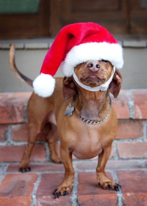 Dogs Donning Santa Hats16