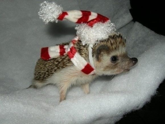 Dogs Donning Santa Hats20