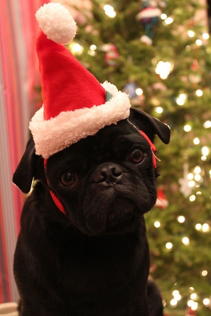 Dogs Donning Santa Hats22
