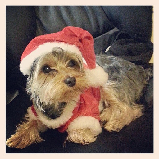 Dogs Donning Santa Hats3