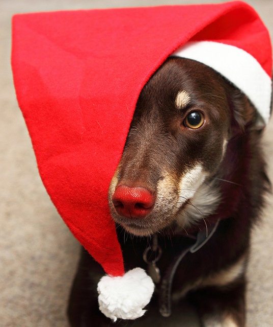 Dogs Donning Santa Hats4
