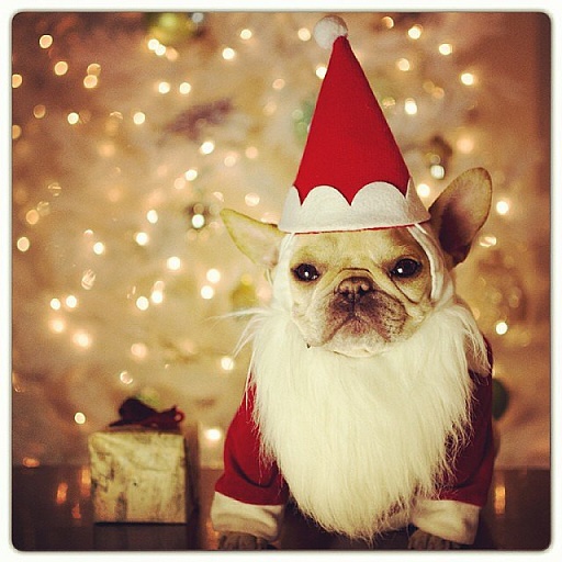 Dogs Donning Santa Hats5