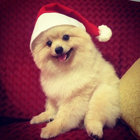 Dogs Donning Santa Hats6