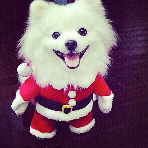 Dogs Donning Santa Hats9