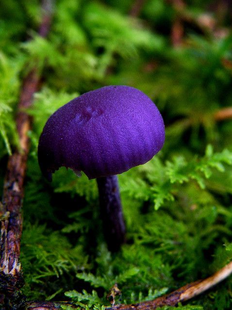 fungi23.jpg