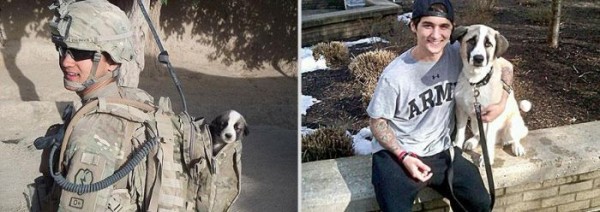 Before-After-Pets-15