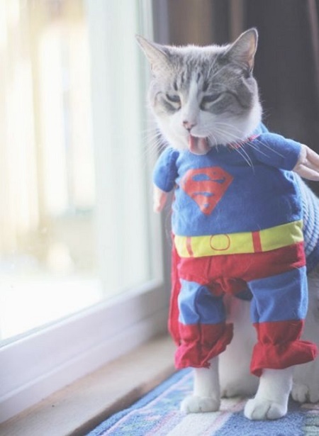 cats costumes4