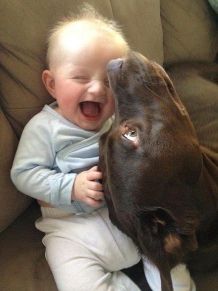 bebés y perros2