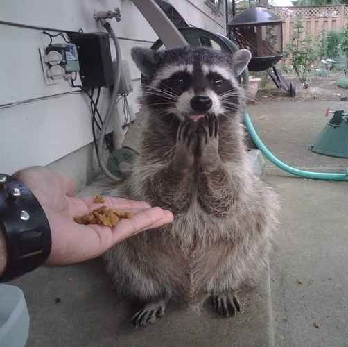 funny racoon