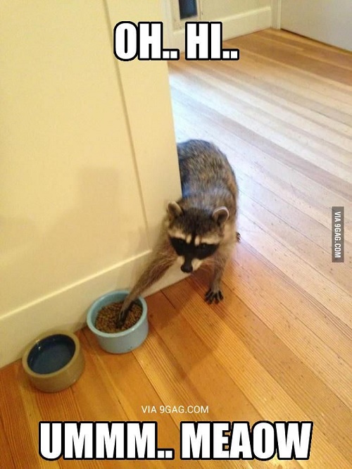 funny racoon6