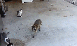 funny racoon8