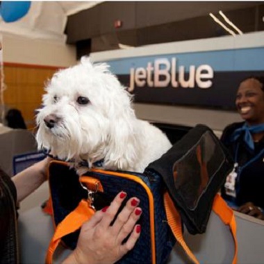 jetblue and pets