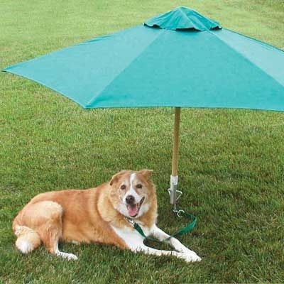 camping dog products15