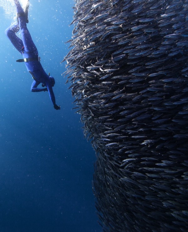 Los animales hicieron de las suyas en medio del océano