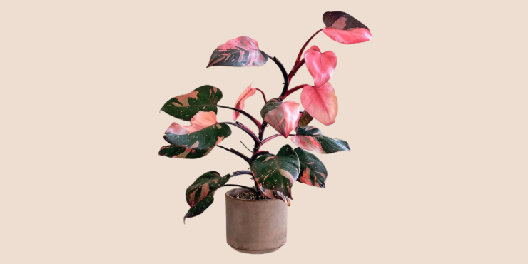 7 Plantas mágicas para proteger tu casa