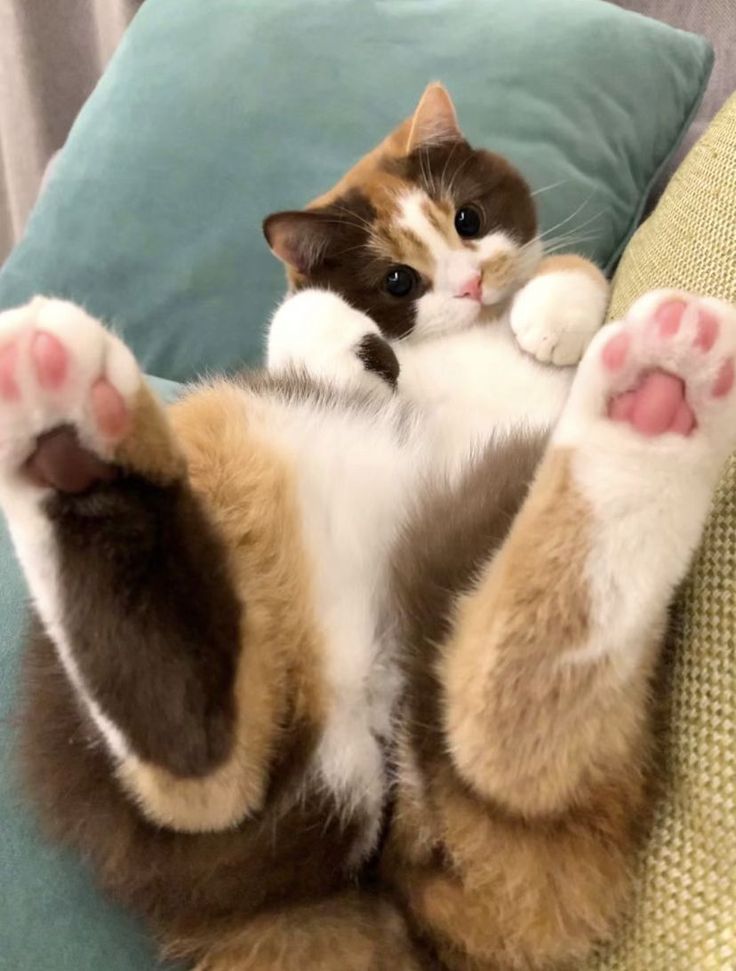 Errores que acortan la vida de tu gato y nadie te advierte